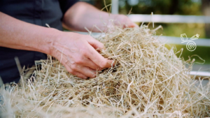 Paardenarts.nl - Masterclass Ruwvoeranalyse header
